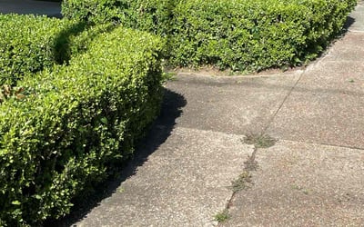 Photo of Adam P.'s yard after getting landscaping in Tallahassee, FL