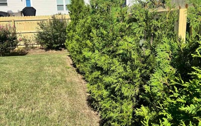 Photo of Derrick K.'s yard after getting tree care in Garner, NC