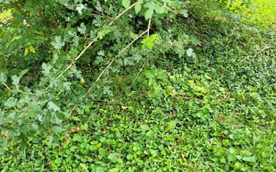 Photo of Joseph B.'s yard after getting landscaping in Higginsville, MO