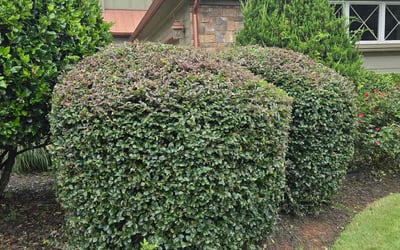 Photo of Charles O.'s yard after getting tree care in Canton, GA