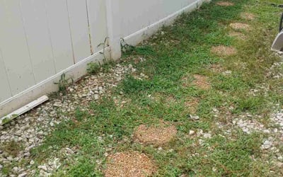 Photo of Ron S.'s yard after getting tree care in Woodstock, GA