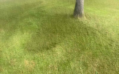 Photo of Robert P.'s yard after getting landscaping in Bonneau, SC