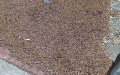 Photo of Mark M.'s yard after getting landscaping in Richburg, SC