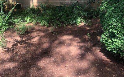 Photo of Cynthia W.'s yard after getting landscaping in Scotts, NC