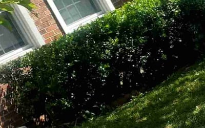 Photo of John G.'s yard after getting landscaping in Monrovia, MD