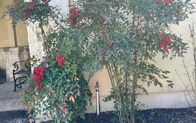 Photo of Karen L.'s yard after getting landscaping in La Coste, TX