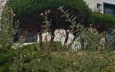 Photo of Crystal B.'s yard after getting landscaping in Divide, CO