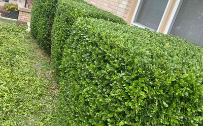 Photo of Angie G.'s yard after getting landscaping in Guthrie, OK