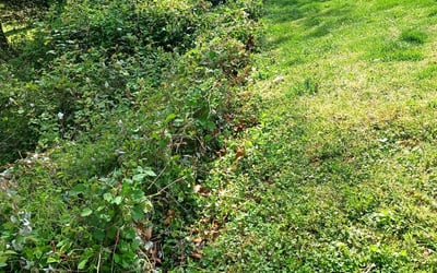Photo of Rosa l.'s yard after getting landscaping in Suitland, MD