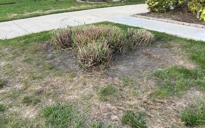Photo of Laura M.'s yard after getting landscaping in Somerset, OH