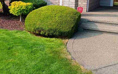 Photo of Margaret I.'s yard after getting tree care in Tacoma, WA