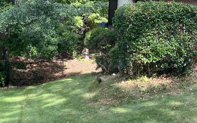 Photo of Charles W.'s yard after getting tree care in Riverdale, GA
