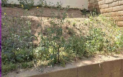 Photo of Jonathan J.'s yard after getting landscaping in Yucaipa, CA