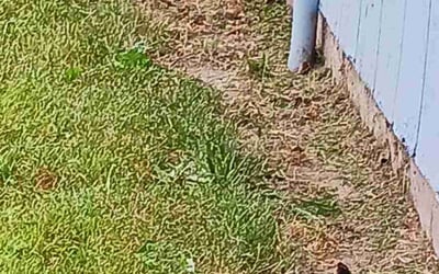 Photo of Kathy B.'s yard after getting landscaping in Gresham, OR