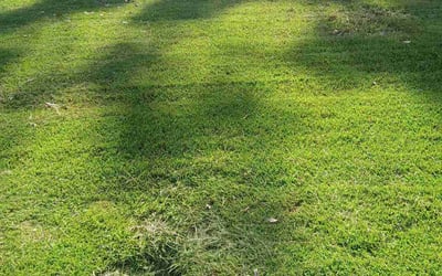 Photo of Melissa T.'s yard after getting landscaping in Decatur, GA
