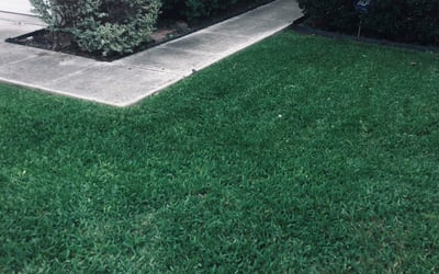 Photo of Brittany K.'s yard after getting landscaping in Lackland A F B, TX