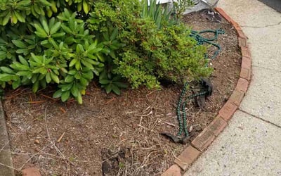 Photo of Michelle B.'s yard after getting landscaping in Milford, MA
