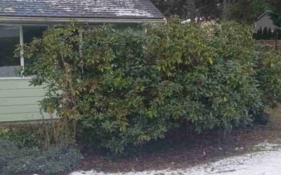 Photo of Mina S.'s yard after getting landscaping in Granite Falls, WA