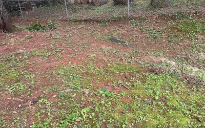 Photo of Jim M.'s yard after getting landscaping in Duluth, GA