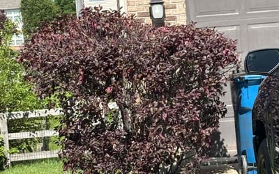 Photo of Michael L.'s yard after getting landscaping in West College Corner, IN
