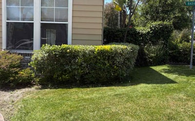 Photo of Alex B.'s yard after getting landscaping in Rancho Santa Margarita, CA