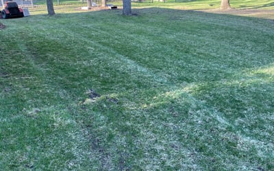 Photo of Ryan M.'s yard after getting tree care in Hastings, MN
