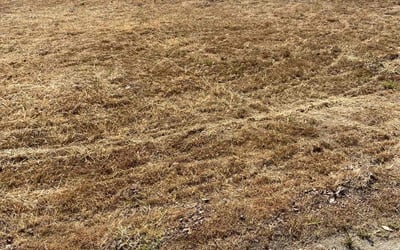 Photo of Susan C.'s yard after getting landscaping in Chino Hills, CA
