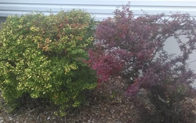 Photo of Leslie S.'s yard after getting landscaping in Pleasanton, KS