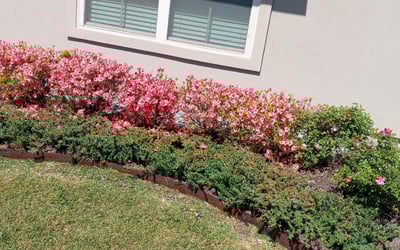 Photo of David D.'s yard after getting landscaping in Holden, LA