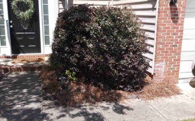Photo of Deborah P.'s yard after getting landscaping in Bowling Green, SC