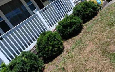 Photo of Barbara H.'s yard after getting tree care in Cleves, OH