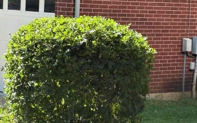 Photo of Robert B.'s yard after getting landscaping in Cedar Park, TX