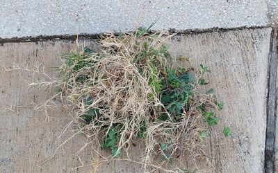 Photo of Kimberly S.'s yard after getting landscaping in D Hanis, TX