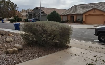 Photo of Justin M.'s yard after getting landscaping in Wickenburg, AZ