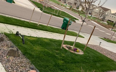 Photo of David D.'s yard after getting landscaping in Evergreen, CO