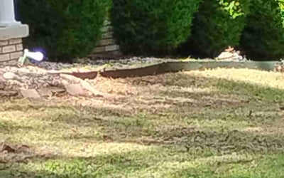 Photo of Pamela B.'s yard after getting landscaping in Little Rock, AR