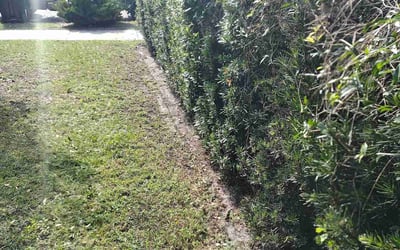 Photo of Ahmier H.'s yard after getting landscaping in Plymouth, FL