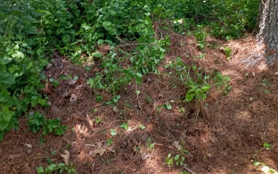 Photo of Jason J.'s yard after getting landscaping in Hatfield, PA