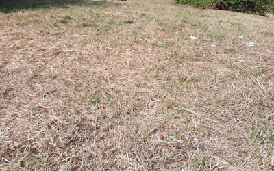 Photo of Michelle F.'s yard after getting landscaping in Linwood, KS