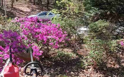 Photo of Juan G.'s yard after getting landscaping in Millwood, VA