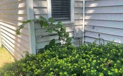 Photo of Michael H.'s yard after getting landscaping in Edinburgh, IN