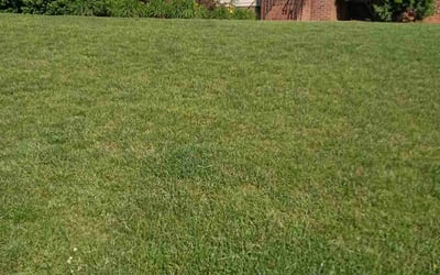 Photo of Amy N.'s yard after getting landscaping in Mineral Springs, NC