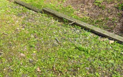 Photo of Joy M.'s yard after getting tree care in Saint Paul, MN