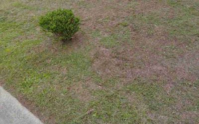 Photo of Bruce T.'s yard after getting landscaping in Smithfield, VA
