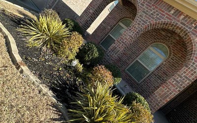 Photo of Dawn B.'s yard after getting landscaping in Commerce, TX