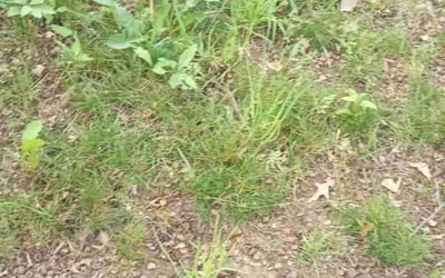 Photo of Colin D.'s yard after getting landscaping in Paola, KS