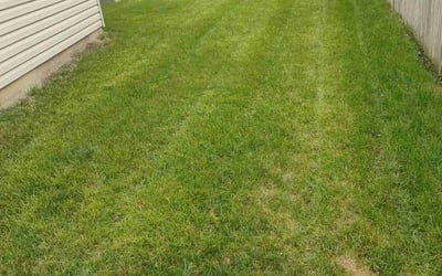 Photo of Deborah M.'s yard after getting landscaping in Bolingbrook, IL