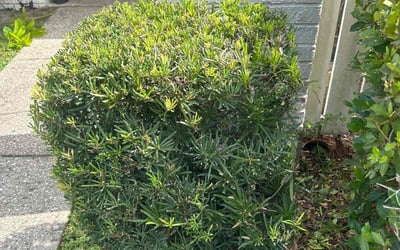 Photo of Linda R.'s yard after getting landscaping in Brandon, FL