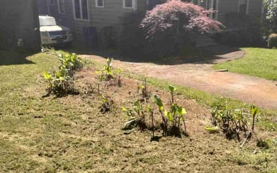 Photo of Karen L.'s yard after getting tree care in Cartersville, GA