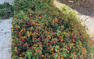 Photo of Sarah L.'s yard after getting landscaping in Riverside, CA